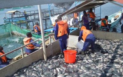“Youth Aquaculture Training: First Cohort Graduates”